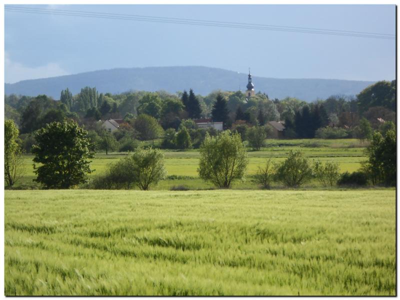 Osov od lesa